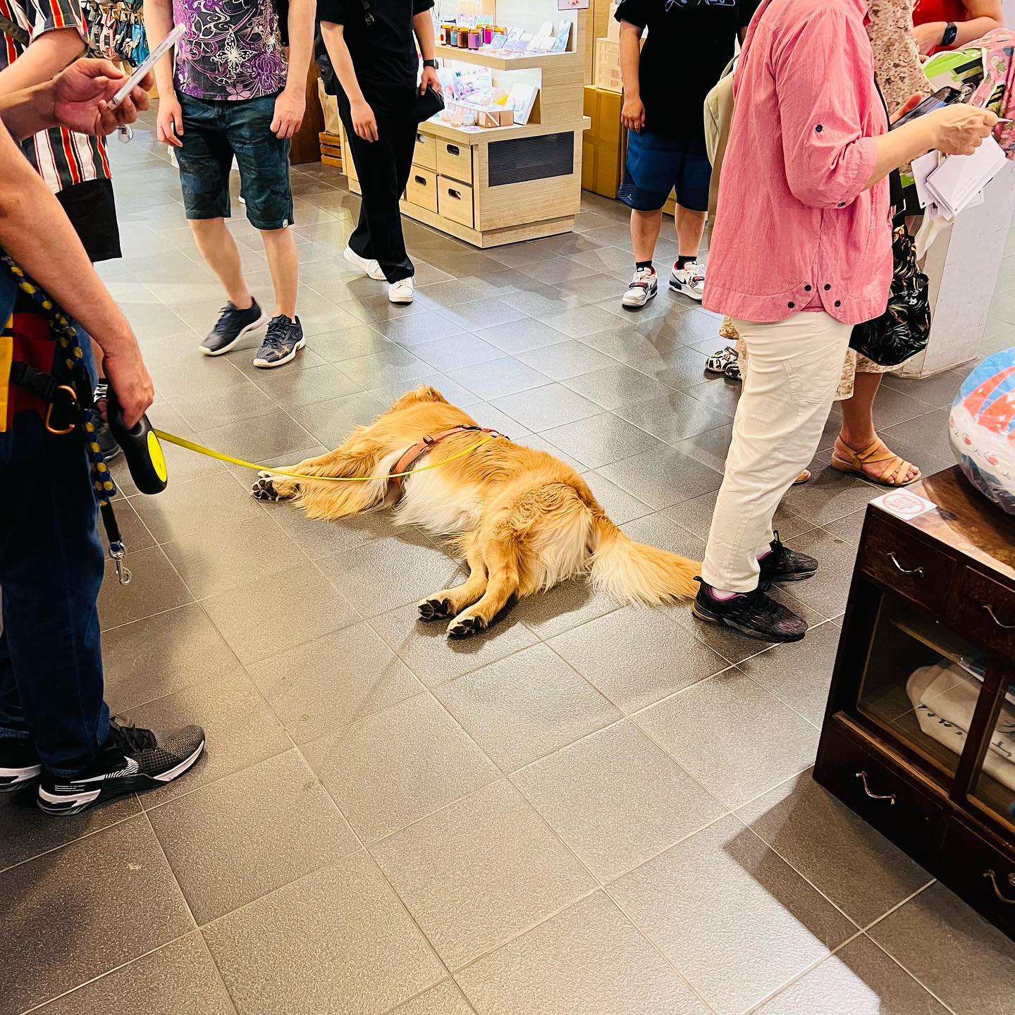 發現死狗一枚